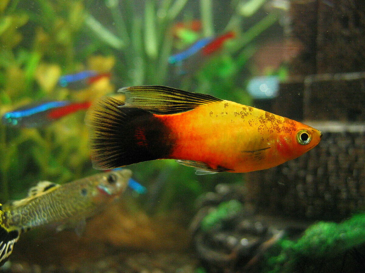 Imagem do Platy